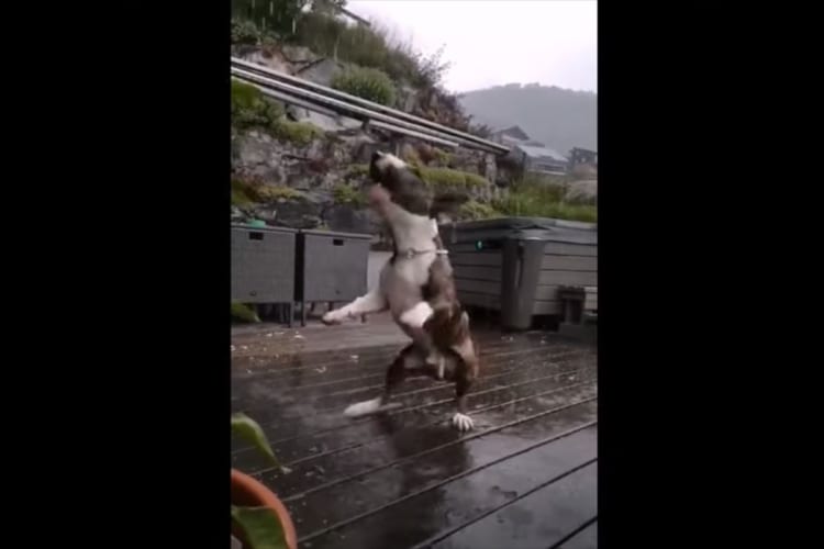 雨の中ウッドデッキではしゃいで遊ぶイングリッシュブルテリア。ところが興奮しすぎたようで・・・、豪快なハプニングが！！