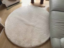 ラグを綺麗にしてから出かけると・・・、帰ってきた時にほっこりするかわいい現象が起きていました！！