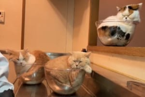 「やっぱり入りにきた」飼い主さんが置いた耐熱ボウルにすっぽりおさまる姿が愛らしいブリティッシュショートヘアたち