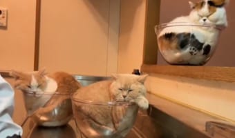 「やっぱり入りにきた」飼い主さんが置いた耐熱ボウルにすっぽりおさまる姿が愛らしいブリティッシュショートヘアたち