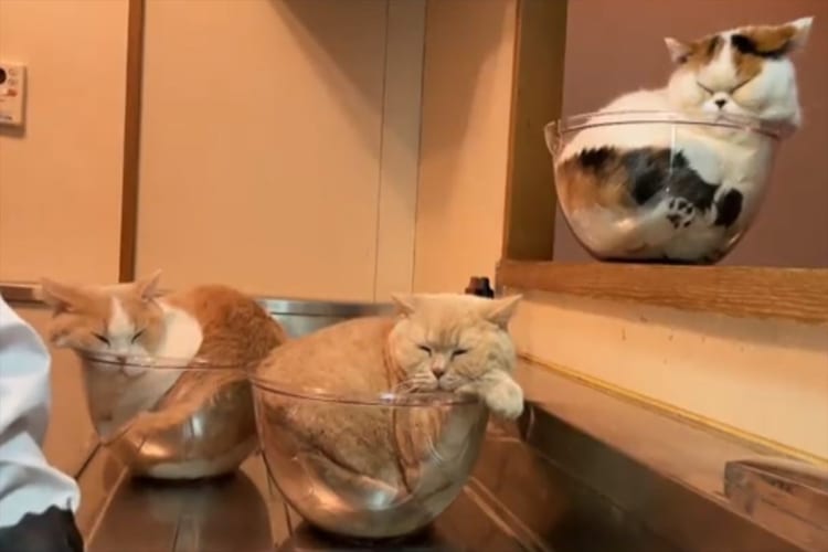 「やっぱり入りにきた」飼い主さんが置いた耐熱ボウルにすっぽりおさまる姿が愛らしいブリティッシュショートヘアたち