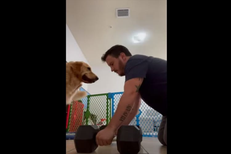 ヘッドロックをかけたり、背中に乗ったり・・・。飼い主さんの筋トレをことごとく邪魔するゴールデンレトリバー。・・・もしかして遊んで欲しいの？