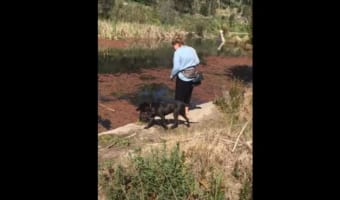「こんなの気付かないワンよ・・・」お散歩中の犬がまっすぐ進んでいくと・・・、まさかのアクシデントが発生しました!