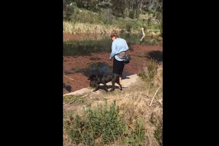 「こんなの気付かないワンよ・・・」お散歩中の犬がまっすぐ進んでいくと・・・、まさかのアクシデントが発生しました！