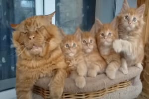 みんなで視線が右へ左へ・・・。動きがシンクロしているメインクーンの子猫たちがかわいい！そして、その隣では子育てにお疲れなのか親猫が熟睡しているのでした
