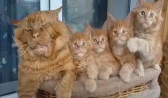 みんなで視線が右へ左へ・・・。動きがシンクロしているメインクーンの子猫たちがかわいい！そして、その隣では子育てにお疲れなのか親猫が熟睡しているのでした