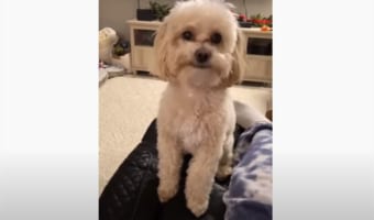 かくれんぼが大好き!隠れるためのカウントダウンが待ちきれなくてウズウズした様子の犬がかわいすぎる!!