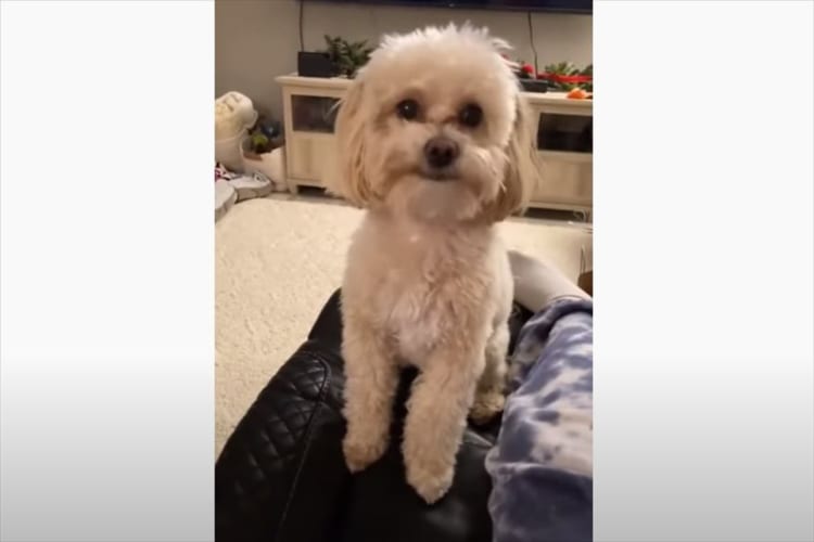 かくれんぼが大好き！隠れるためのカウントダウンが待ちきれなくてウズウズした様子の犬がかわいすぎる！！