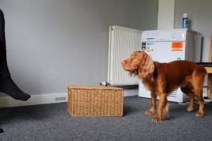 一つ一つの行動が丁寧でお見事！飼い主さんから靴下を脱がせてバスケットに入れる一連の動きが素晴らしい犬