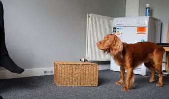 一つ一つの行動が丁寧でお見事!飼い主さんから靴下を脱がせてバスケットに入れる一連の動きが素晴らしい犬