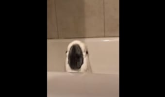 「見て見て～」浴槽でぴょんぴょんとジャンプしてはしゃぐタイハクオウム。その姿がかわいすぎる！！