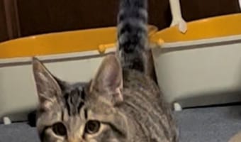 「サザエさんが追っかけてきそう」猫がお魚をくわえている姿が100点満点すぎる!!