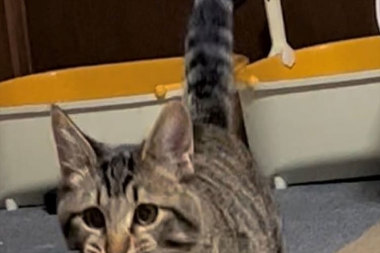 「サザエさんが追っかけてきそう」猫がお魚をくわえている姿が100点満点すぎる！！