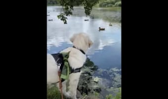 「あの子たちと遊びたいワン!」アヒルたちを見つめる犬。一緒に遊ぼうと近寄って・・・て、アヒルがいるの池の中だよ!!