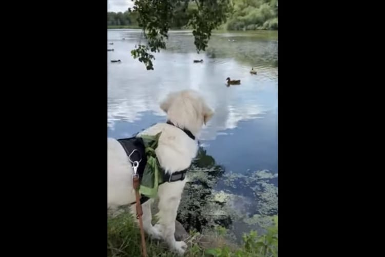 「あの子たちと遊びたいワン！」アヒルたちを見つめる犬。一緒に遊ぼうと近寄って・・・て、アヒルがいるの池の中だよ！！