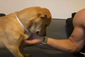 体をなでてもらってご満悦！ご機嫌な犬でしたが、飼い主さんが手を止めると「もっと続けてほしいワン」と控えめでかわいい主張をするのでした