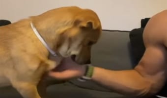 体をなでてもらってご満悦！ご機嫌な犬でしたが、飼い主さんが手を止めると「もっと続けてほしいワン」と控えめでかわいい主張をするのでした