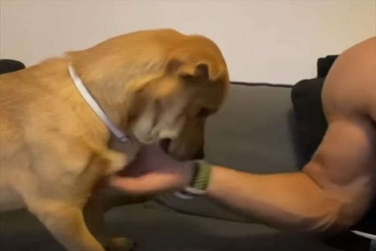 体をなでてもらってご満悦！ご機嫌な犬でしたが、飼い主さんが手を止めると「もっと続けてほしいワン」と控えめでかわいい主張をするのでした