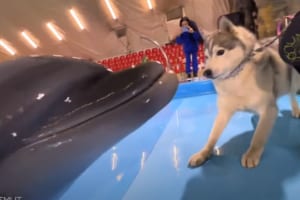 初めて会ったイルカたちにビクビクして警戒するハスキー犬。このあと自分から駆け寄っていくほど仲良しになりました！！