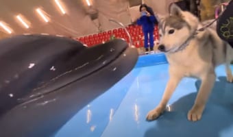初めて会ったイルカたちにビクビクして警戒するハスキー犬。このあと自分から駆け寄っていくほど仲良しになりました!!