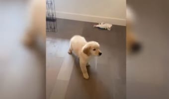 掃除機が発する爆音に震え上がるゴールデンレトリバーの子犬。怖くなってスーーっと滑るように後ずさりをしてしまうのでした