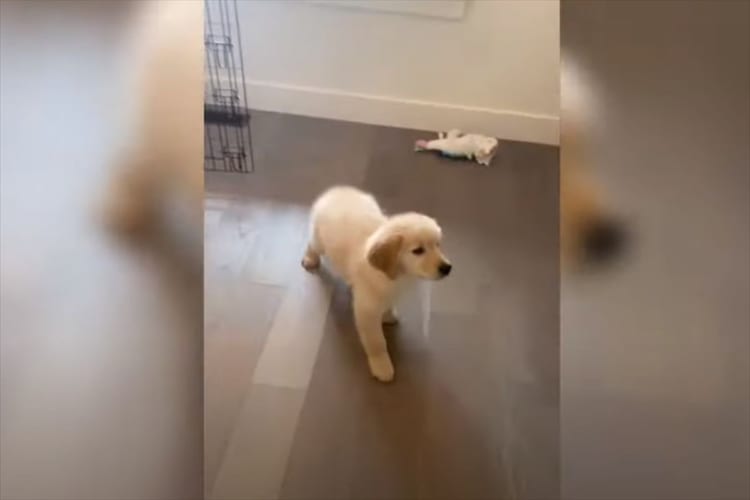 掃除機が発する爆音に震え上がるゴールデンレトリバーの子犬。怖くなってスーーっと滑るように後ずさりをしてしまうのでした