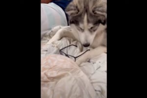 なんだか手つきが慣れているような・・・。ハスキー犬が、目の前に置かれていたメガネを器用にかけました！その姿はなんだかクール！！