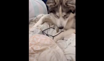 なんだか手つきが慣れているような・・・。ハスキー犬が、目の前に置かれていたメガネを器用にかけました!その姿はなんだかクール!!