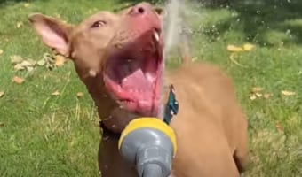水の飲み方が激しすぎる!ホースから噴出される水を闘うようにして飲もうとするピットブル