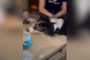 「みんなと遊べてうれしいワン！」ボードゲームに『サイコロ係』として参加するボーダーコリー。楽しげにサイコロを振る姿がかわいい