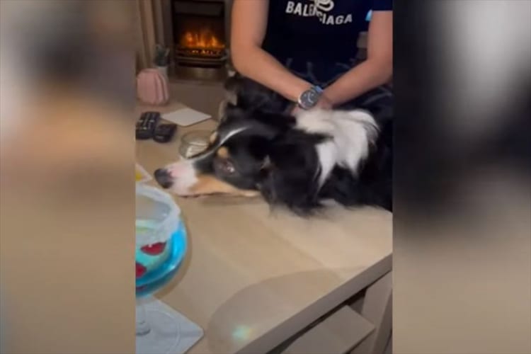 「みんなと遊べてうれしいワン！」ボードゲームに『サイコロ係』として参加するボーダーコリー。楽しげにサイコロを振る姿がかわいい