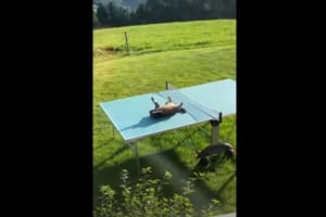 「最高のベッドを見つけたニャ」大の字になって日光浴を満喫している猫。この猫がお昼寝スポットに選んだのは・・・