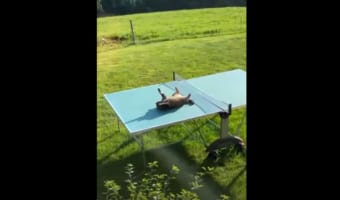 「最高のベッドを見つけたニャ」大の字になって日光浴を満喫している猫。この猫がお昼寝スポットに選んだのは・・・