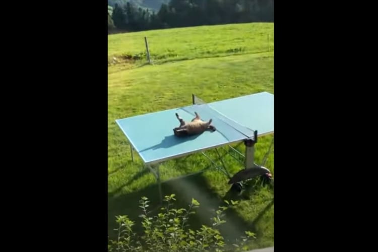 「最高のベッドを見つけたニャ」大の字になって日光浴を満喫している猫。この猫がお昼寝スポットに選んだのは・・・