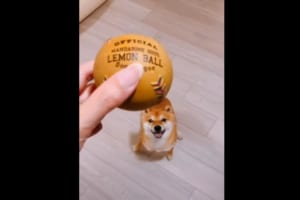 「ちょうだいちょうだいおねがいちょうだい」キラッキラの目をしてボールを欲しがる犬。徐々にヒートアップして、最後にはかわいすぎる仕草が炸裂しました！