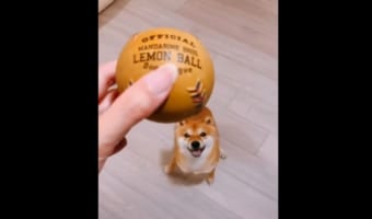 「ちょうだいちょうだいおねがいちょうだい」キラッキラの目をしてボールを欲しがる犬。徐々にヒートアップして、最後にはかわいすぎる仕草が炸裂しました!