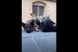 まさに阿吽の呼吸！お互いを見ていないのに男性の足の動きと、その愛犬のしっぽの動きが完全にシンクロしてる！！