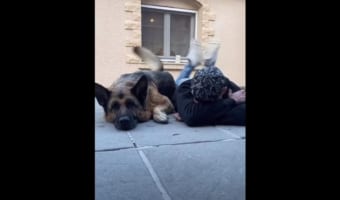 まさに阿吽の呼吸！お互いを見ていないのに男性の足の動きと、その愛犬のしっぽの動きが完全にシンクロしてる！！