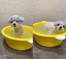 「いい湯だな〜」お風呂に浸かって極楽気分の犬。しかし、気持ちよすぎたのかウトウトしていまい・・・ちょっと危ないハプニングが！！