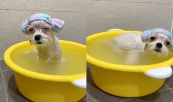 「いい湯だな〜」お風呂に浸かって極楽気分の犬。しかし、気持ちよすぎたのかウトウトしていまい・・・ちょっと危ないハプニングが！！