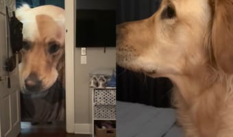 「何これ、怖い!!」クリスマスプレゼントにもらった愛犬の顔がプリントされたブランケット。愛犬に早速お披露目したところ・・・残念ながら怖がられてしまいました