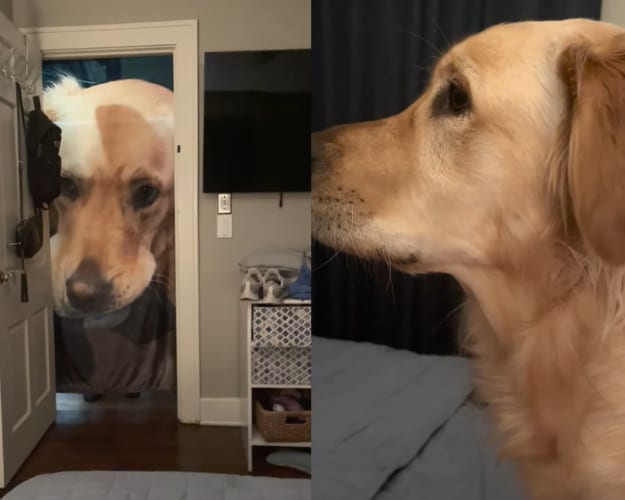 「何これ、怖い！！」クリスマスプレゼントにもらった愛犬の顔がプリントされたブランケット。愛犬に早速お披露目したところ・・・残念ながら怖がられてしまいました