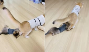 お仲間にひきずられていく子猫。どうしても離れたくないのかな〜と思って見ていたら、実は離れたくても離れられないアクシデントが起きていたのです!!