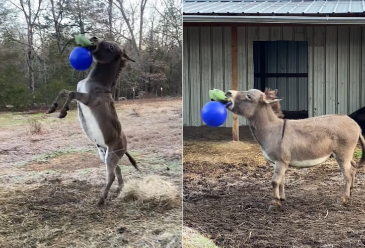 新しいおもちゃをもらってご機嫌なロバ。後ろ足で立って喜びを露わにすると、早速おもちゃで遊び始めました。