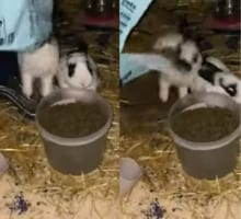 「もっとご飯ちょうだい！」容器いっぱいのご飯でも足りなかったのか、欲張りなウサギはこの後とんでもない行動に出ました！！