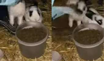 「もっとご飯ちょうだい!」容器いっぱいのご飯でも足りなかったのか、欲張りなウサギはこの後とんでもない行動に出ました!!