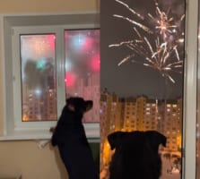 これは犬だってテンション上がる！大晦日の夜に、家の前で始まった打ち上げ花火に愛犬は大喜び！！