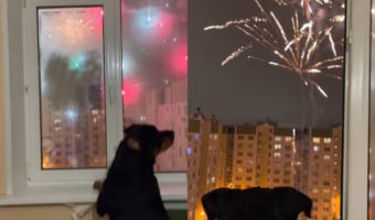 これは犬だってテンション上がる!大晦日の夜に、家の前で始まった打ち上げ花火に愛犬は大喜び!!