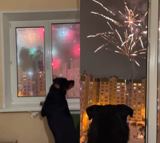 これは犬だってテンション上がる！大晦日の夜に、家の前で始まった打ち上げ花火に愛犬は大喜び！！