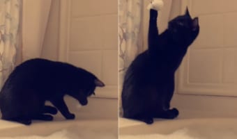 「ニャんか付いた〜！」バブルバスに興味津々の猫。ところが泡が手にくっついてしまいパニックに！！